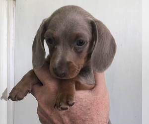Dachshund Dog for Adoption in CHARLOTTESVILLE, Virginia USA