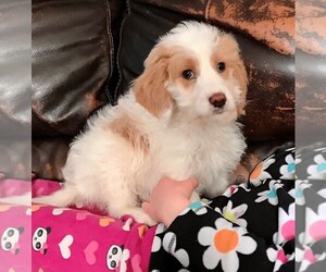 Goldendoodle-Poodle (Standard) Mix Puppy for sale in STAFFORD SPRINGS, CT, USA
