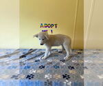 Small #3 Labrador Retriever-Siberian Husky Mix