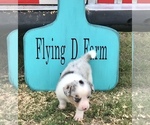 Small Photo #9 Border Collie-Pembroke Welsh Corgi Mix Puppy For Sale in SUMMERVILLE, GA, USA