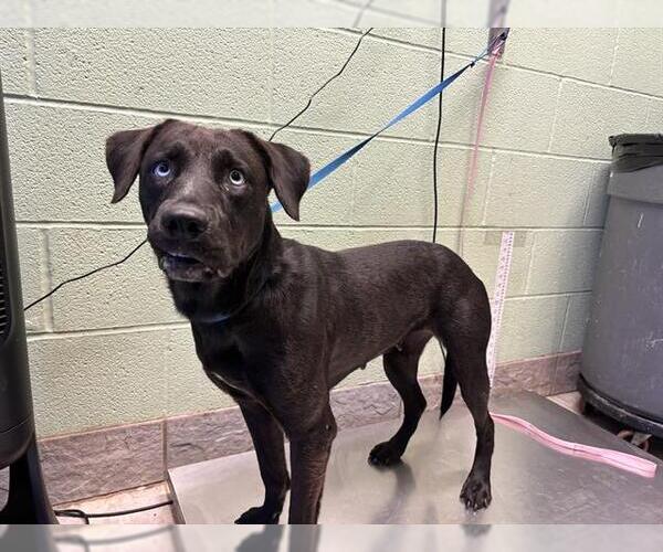 Medium Photo #1 Labrador Retriever-Unknown Mix Puppy For Sale in Grand Prairie, TX, USA
