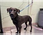 Small Labrador Retriever Mix