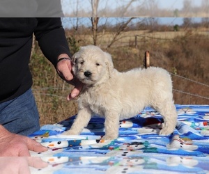 Goldendoodle Puppy for sale in UNION CITY, TN, USA