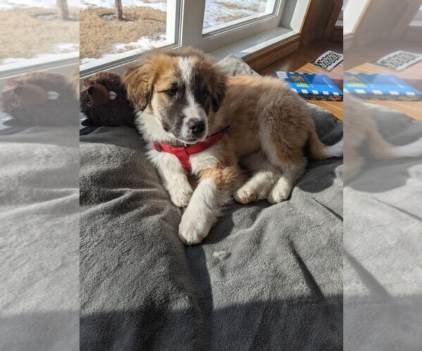 Medium Photo #2 Collie-Unknown Mix Puppy For Sale in Calgary, Alberta, Canada