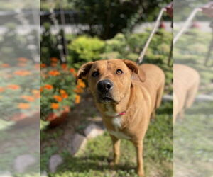 Sasha - Female Labrador Retriever-Rhodesian Ridgeback Mix Dog for Adoption - Photo #7