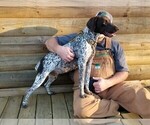 Small Photo #6 German Shorthaired Pointer Puppy For Sale in ARDEN, NC, USA