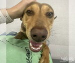 Small #1 Retriever  Mix