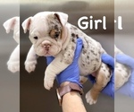Small Photo #1 English Bulldog Puppy For Sale in PITTSBURGH, PA, USA