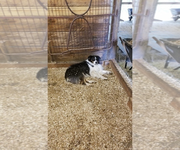 Medium Photo #1 Australian Shepherd Puppy For Sale in TEMPERANCE, MI, USA