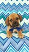 Small Photo #6 Puggle Puppy For Sale in LANCASTER, PA, USA