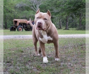Mother of the American Bully puppies born on 04/19/2023