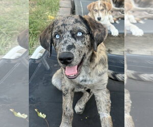 Siberian Husky-Unknown Mix Dogs for adoption in Fenton, MO, USA