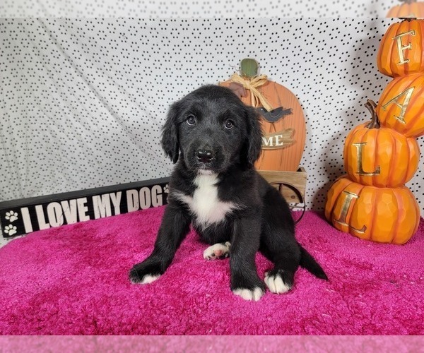 Medium Photo #2 Golden Mountain Dog Puppy For Sale in BLACK FOREST, CO, USA