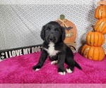 Small #1 Golden Mountain Dog