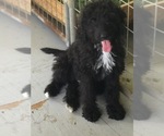 Small Photo #4 Goldendoodle Puppy For Sale in NIOTA, TN, USA