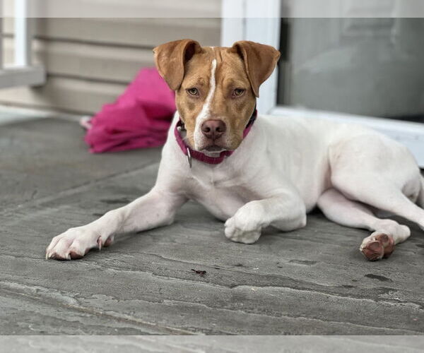 Medium Photo #49 American Pit Bull Terrier-Unknown Mix Puppy For Sale in Brewster, NY, USA