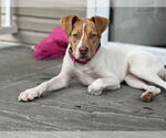 Small #48 American Pit Bull Terrier Mix