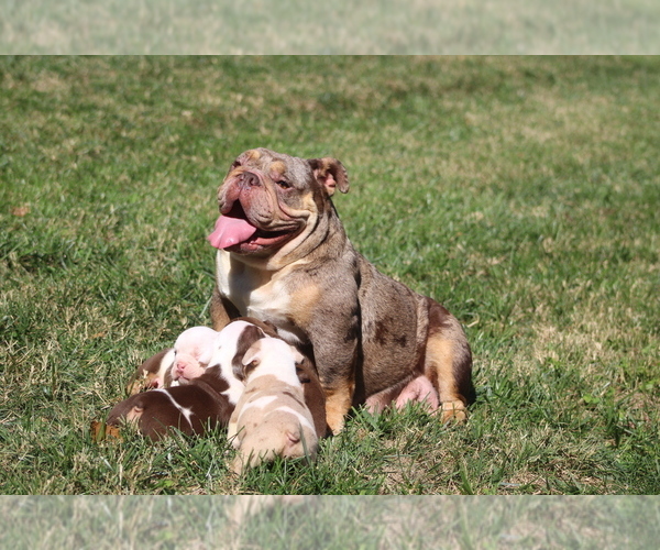 Medium Photo #1 Olde English Bulldogge Puppy For Sale in LANCASTER, SC, USA