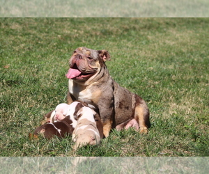 Mother of the Olde English Bulldogge puppies born on 09/22/2022