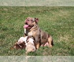 Small Photo #1 Olde English Bulldogge Puppy For Sale in LANCASTER, SC, USA