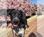 Small #4 Australian Shepherd Mix