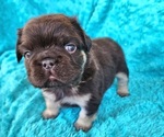 Small #6 French Bulldog