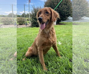 Reba Jul 26 - Female Golden Retriever Dog for Adoption - Photo #3