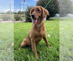 Small #2 Golden Retriever