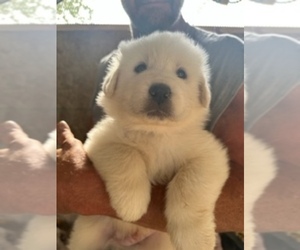 Great Pyrenees Puppy for sale in MONROE, WI, USA