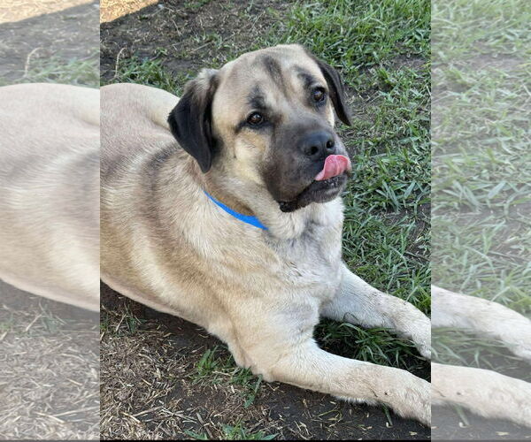 Medium Photo #2 Mastiff Puppy For Sale in Goodyear, AZ, USA