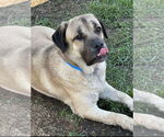 Small #1 Mastiff