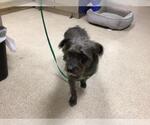 Small Mutt