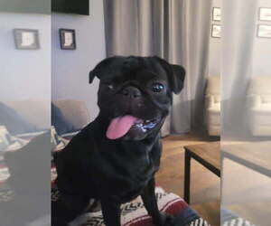 Father of the Pug puppies born on 01/27/2026