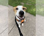 Small Retriever Mix