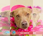 Small #1 Weimaraner Mix