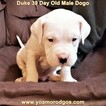 Small Photo #101 Dogo Argentino Puppy For Sale in JANE, MO, USA