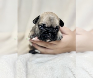 Medium French Bulldog