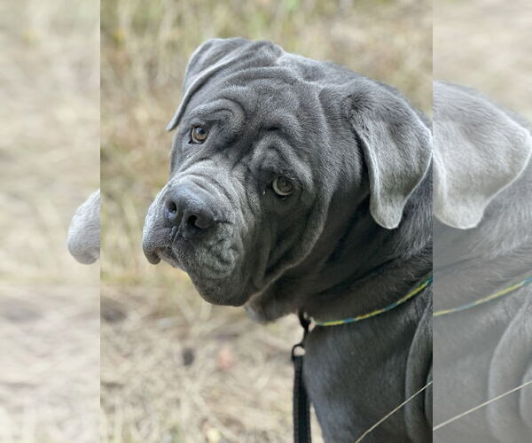 Medium Photo #1 Neapolitan Mastiff Puppy For Sale in Ellisville, MO, USA