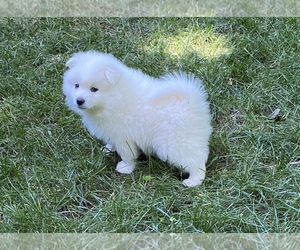 American Eskimo Dog Puppy for Sale in STATESVILLE, North Carolina USA