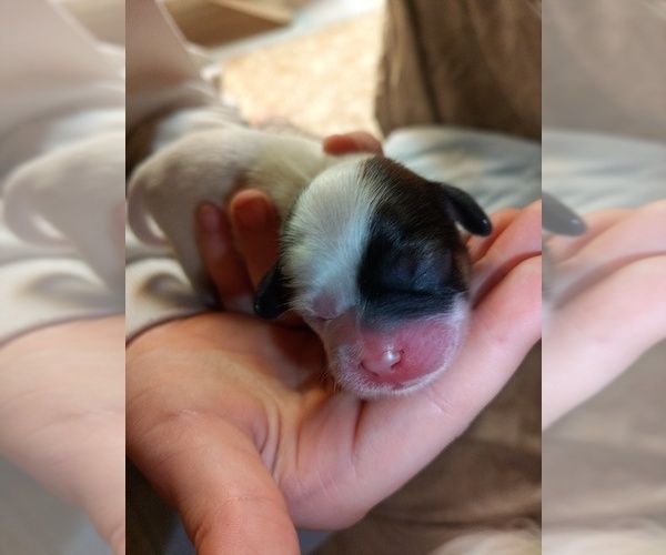 Medium Photo #3 Shih Tzu Puppy For Sale in FANNING SPGS, FL, USA