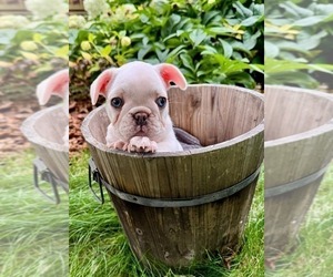 Medium French Bulldog