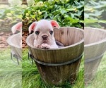 Puppy Puppy 4 French Bulldog