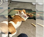 Small American Pit Bull Terrier Mix