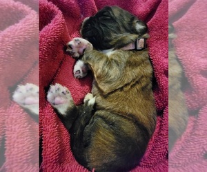 Bullmastiff-Saint Bernard Mix Puppy for sale in IRVING, NY, USA