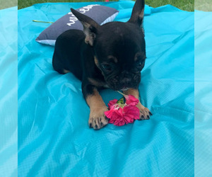 French Bulldog Puppy for sale in TAMPA, FL, USA