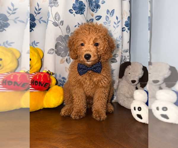 Medium Photo #31 Goldendoodle mix (+ Poodle Miniature) Puppy For Sale in DURHAM, CT, USA