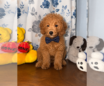 Small #30 Goldendoodle mix (+ Poodle Miniature)