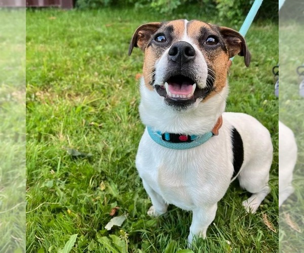 Medium Photo #3 Jack Russell Terrier-Unknown Mix Puppy For Sale in Muskegon, MI, USA