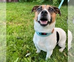 Small Photo #3 Jack Russell Terrier-Unknown Mix Puppy For Sale in Muskegon, MI, USA