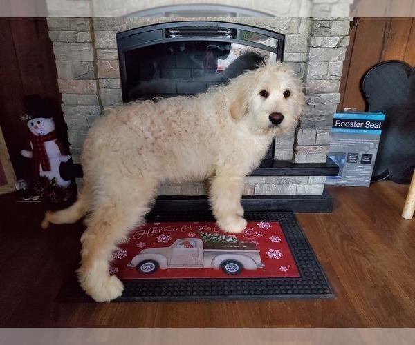 Medium Photo #8 Goldendoodle-Poodle (Standard) Mix Puppy For Sale in PEYTON, CO, USA